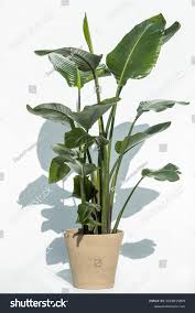 Image result for Strelitzia