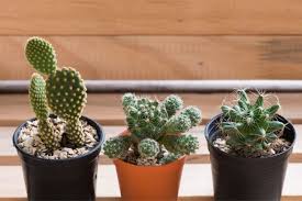 Contrary to belief, cacti can be grown in almost all climates in the world and not only the desert climate. Cactus Adaptations How Are Cacti Adapted To The Desert Smart Garden Guide