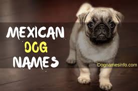 Bulldog names from our readers (share yours too!) traditional french names. Mexican Dog Names 101 Most Popular Male And Female Names For Dog