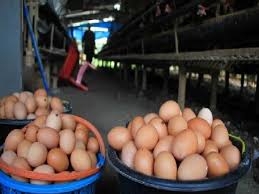 Telur ayam merupakan jenis telur yang cukup mudah ditemukan dan disukai oleh banyak orang. Harga Telur Ayam Turun Tajam Sentral Berita