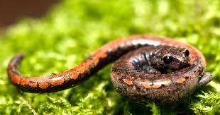 Image result for Sladeniaceae