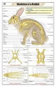 Life Cycle Of Cockroach Chart Manufacturer Life Cycle Of