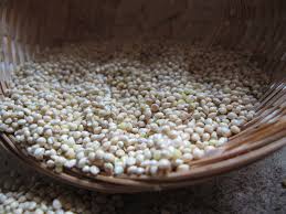 White Proso Millet Bird Seed Bird Seed Millet Seeds