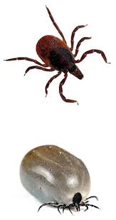A tick has a number of development stages: Ticks Ticks And More Ticks How To Protect Yourself Harpswell Heritage Land Trust
