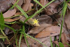 Image result for Hypoxis