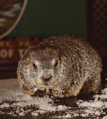 Punxsutawney Groundhog Club - The Home of Groundhog Day!
