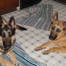 Young norwegian girls and women who had relations with german soldiers or were suspected of. My Beautiful Girls German Shepherds Forum