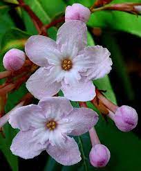 Luculia Pinceana 2 Trees To Plant Plants Flower Names