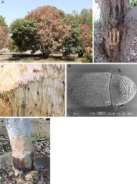 It is the most common disease of mangoes on the north coast of. Symptoms Of Mango Sudden Decline A Branch Death B Gummosis On Download Scientific Diagram