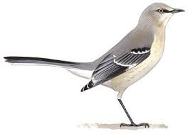 Northern Mockingbird Brown Bird With White Stripes On Wings And Tail Search Results Mocking Birds Birds Of America Bird