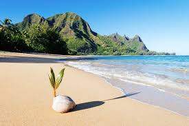 The Correct Way To Sprout Palm Trees From Seed Step By Step Palm Trees Coconut Palm Tree Palm Tree Plant
