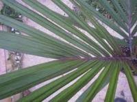 Image result for Raphia australis