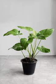 12 Houseplants That Need Almost Zero Sunlight Household Plants Plants Cool Plants