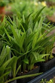 Image result for Ledebouria cooperi
