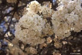 Image result for Dombeya rotundifolia