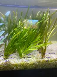 Image result for Vallisneria spiralis