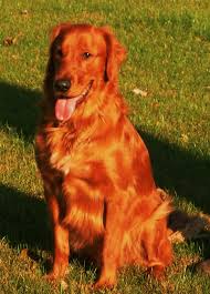 Our puppies are family raised in our home and we usually have one litter a year Red Golden Retriever Iowa Usa Cute Doggies And Puppies Free Images