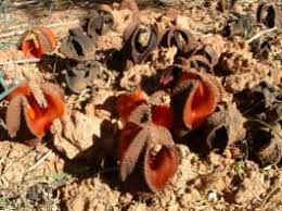 Image result for Hydnora