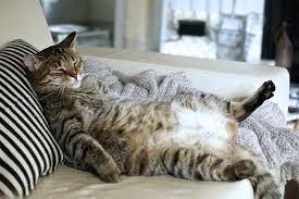 Many people worry about their cats getting fat, but unintentional toothache. The Rise Of The Fat Cat And How To Put Yours On A Weight Loss Plan