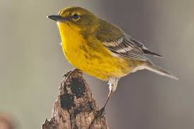 One of my favorite rare warblers is nesting nearby! 36 Species Of Warblers In Tennessee And Kentucky Bird Feeder Hub