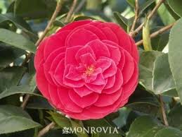 Tom Knudsen Camellia Monrovia Tom Knudsen Camellia Plants Plant Catalogs Camellia
