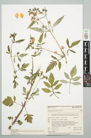 Image result for Calceolaria tripartita