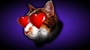Wird die katze nicht gedeckt, dann kann sie nach ca. Rollige Katze 7 Ultimative Tipps Bei Rolligkeit Majaempfiehlt