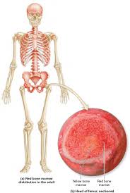 Pin On Medical
