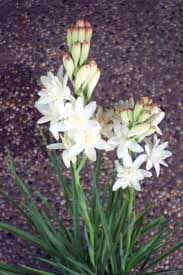 Image result for Polianthes tuberosa