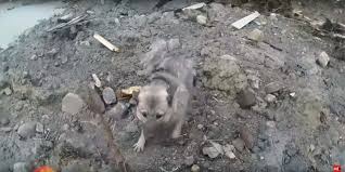 Die zuständige polizei gab am späten sonntagabend die namen von. Rettung Mit Heli Hund Raya Uberlebt Erdrutsch In Norwegen Nordisch Info