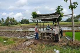 Membuat gubuk sawah, tempat istirahat di sawah perlukah ! Sempat Dikira Boneka Petani Temukan Bayi Laki Laki Di Gubuk Pinggir Sawah