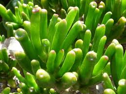 How To Grow Jade Plants That Look Like Shrek S Ears