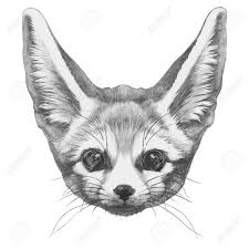 How to draw a fennec fox. Original Drawing Of Fennec Fox Isolated On White Background Stock Photo Picture And Royalty Free Image Image 70516551