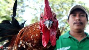 Viral, gambar ayam kedua versi geprek bensu tak izin ke desainer asli? 4 Ayam Termahal Asli Indonesia Harganya Rp 40 Juta Per Ekor Bisnis Liputan6 Com