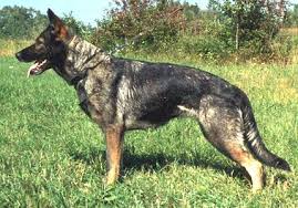 Gentle pets and strong watch dogs, gsds are noble, large, muscular dogs bred for their intelligence and working ability. German Shepherd Wikipedia