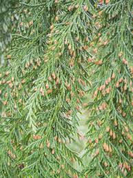 Image result for Cupressaceae