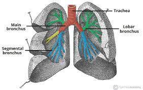 The Tracheobronchial Tree Trachea Bronchi Teachmeanatomy