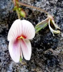 Image result for Aeschynomene uniflora