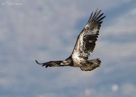 The name comes from the old english word balde which originally juvenile golden eagles have distinct white patches near the wrist on the underside of the wing and a wide white band in the tail. A Guide To Aging Bald Eagles And How To Distinguish Immature Bald Eagles From Golden Eagles Feathered Photography