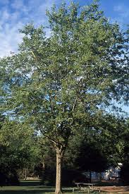 Image result for Celtis