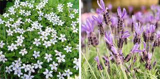 We did not find results for: 9 Perfectly Petite Fairy Garden Plants Flower Power
