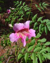 Image result for Podranea brycei