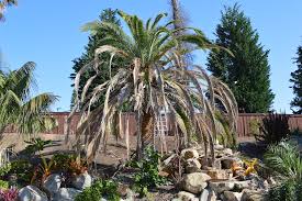 We did not find results for: Tips For Fusarium Killing Your Date Palm