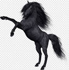 Check spelling or type a new query. Mustang Kladruber Black Pferd Tiere Schwarz Schwarz Und Weiss Png Pngwing