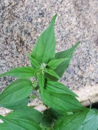 Image result for Pouzolzia guineensis