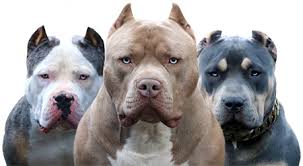 If you are looking for pitbull puppies for sale in ohio or blue pitbulls for sale in columbus, cleveland, cincinnati or toledo, you've come to the right place; Xl Pitbull Xl Bullies Puppies Blue Nose Pits Monster Bully Kennels