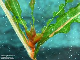 Image result for Potamogeton