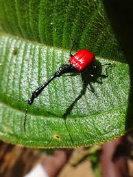 Image result for Dichaetanthera