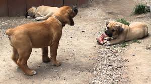 R 1,300 jack russell puppies. Pinnacle Maddox 2 Years Old Male At Bosvlei Boerboel Kennel Video By Oh My Giant Furby By Oh My Giant Furby