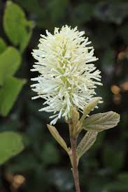 Image result for Hamamelidaceae